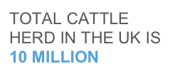 TOTAL CATTLE HERD IN THE UK IS
10 MILLION 