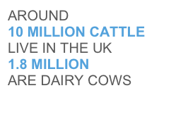 AROUND
10 MILLION CATTLE LIVE IN THE UK
1.8 MILLION 
ARE DAIRY COWS