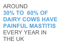 AROUND
30% TO  60% OF DAIRY COWS HAVE PAINFUL MASTITIS  EVERY YEAR IN THE UK
