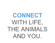
CONNECT 
WITH LIFE, 
THE ANIMALS AND YOU.