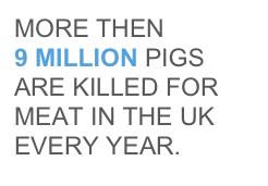 MORE THEN
9 MILLION PIGS ARE KILLED FOR MEAT IN THE UK EVERY YEAR.