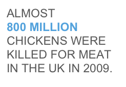 ALMOST 
800 MILLION CHICKENS WERE KILLED FOR MEAT IN THE UK IN 2009.